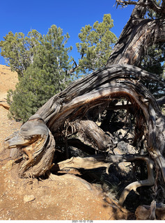 Bryce Canyon Fairyland Trail hike