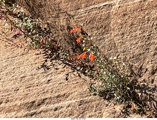 356 a18. Zion National Park - flowers