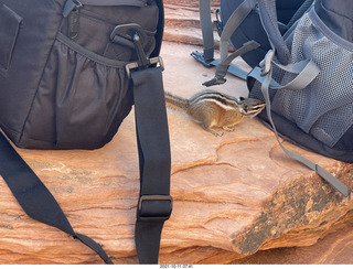 Zion National Park - Scout Landing - chipmunk