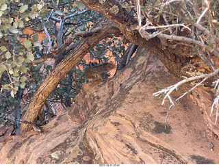 31 a18. Zion National Park - Scout Landing - chipmunk