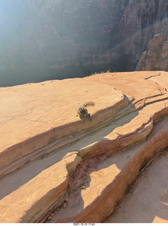 35 a18. Zion National Park - Scout Landing - chipmunk