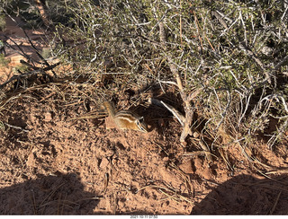 37 a18. Zion National Park - Scout Landing - chipmunk