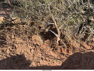 Zion National Park - Scout Landing - chipmunk