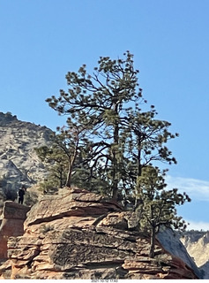 Zion National Park - Scout Landing - Adam