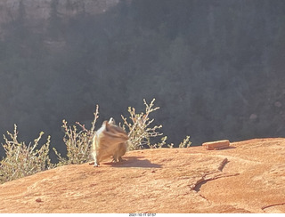 52 a18. Zion National Park - Scout Landing - chipmunk