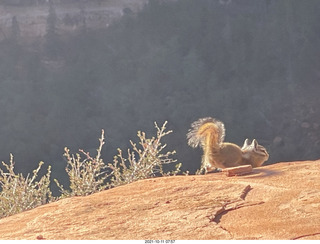 Zion National Park - Scout Landing - chipmunk