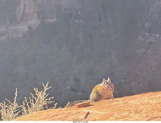 Zion National Park - Scout Landing - chipmunk