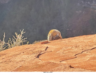 Zion National Park - Scout Landing - chipmunk