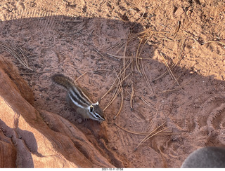 Zion National Park - Scout Landing - chipmunk