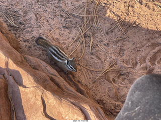 Zion National Park - Scout Landing - chipmunk