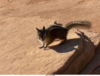 62 a18. Zion National Park - Scout Landing - chipmunk