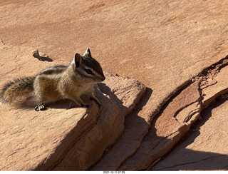 Zion National Park - Scout Landing - chipmunk