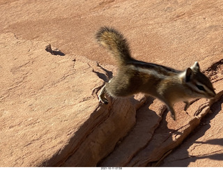 Zion National Park - Scout Landing - chipmunk