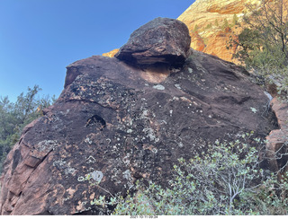 Zion National Park - Scout Landing hike - lichens