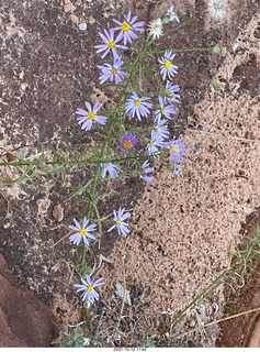 Zion National Park - Scout Landing hike - flowers