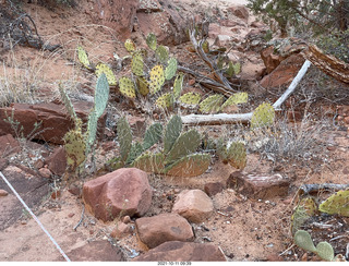 95 a18. Zion National Park - Scout Landing hike - cactus