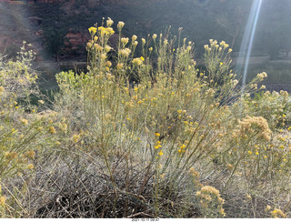 Zion National Park - Scout Landing hike - wildflowers