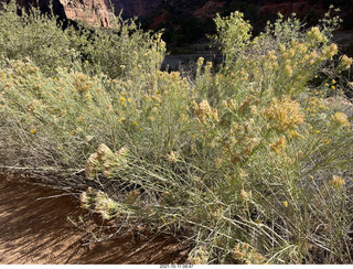 Zion National Park - Scout Landing hike - wildflowers