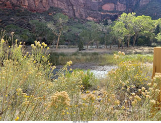 Zion National Park - Scout Landing hike - wildflowers