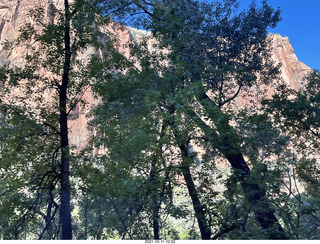 Zion National Park - Scout Landing hike - wildflowers