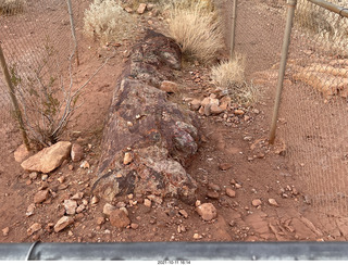 Valley of Fire State Park - Nevada - petrified log