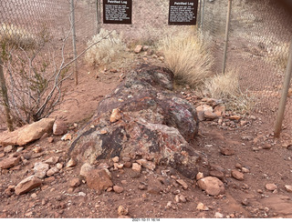 Valley of Fire State Park - Nevada - petrified log