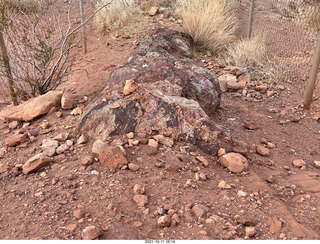 461 a18. Valley of Fire State Park - Nevada - petrified log