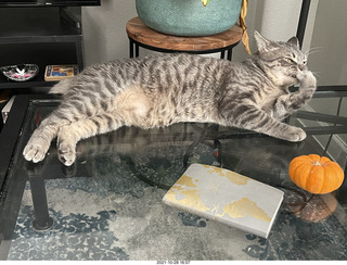 cat Potato