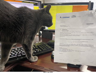 aopa insurance form with my cat