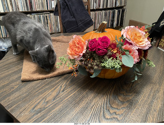 pumpkin flower arrangement + my cat Devin