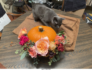 pumpkin flower arrangement + my cat Devin