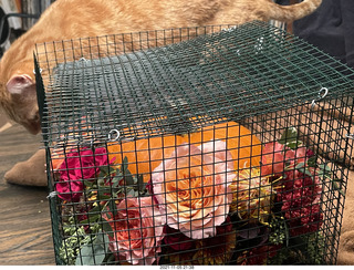 1053 a19. pumpkin flower arrangement in a cage with my cat Max