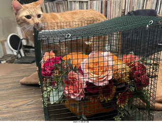 1054 a19. pumpkin flower arrangement in a cage with my cat Max