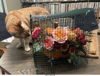 1057 a19. pumpkin flower arrangement in a cage with my cat Max