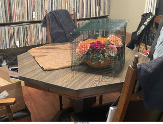 pumpkin flower arrangement in a cage