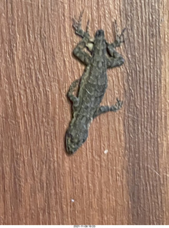 dead lizard in my house - my cats got him