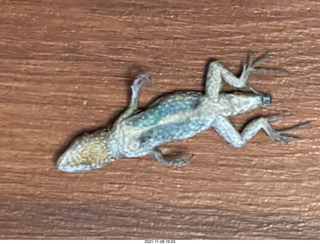 dead lizard in my house - my cats got him