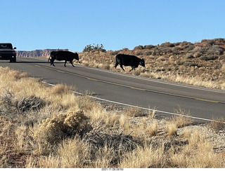 driving from moab to fisher towers - Route 128 - cows