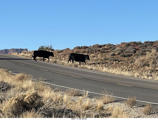 driving from moab to fisher towers - Route 128 - cows