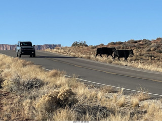 29 a19. driving from moab to fisher towers - Route 128 cows