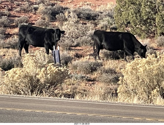 31 a19. driving from moab to fisher towers - Route 128 - cows