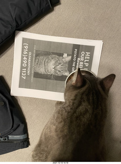 cat Potato with poster asking for his return