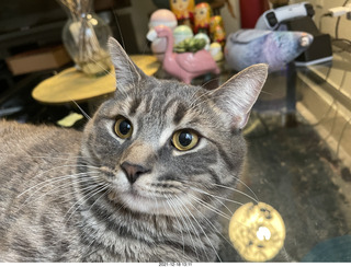 cat Potato