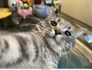 cat Potato