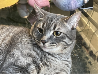 cat Potato