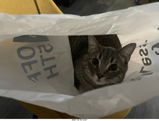 cat Potato rescue poster