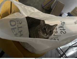 cat Potato
