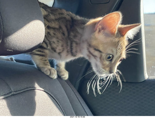 cat Pickle on the drive home to Phoenix