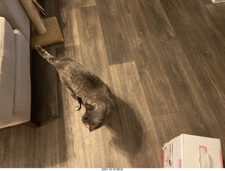 cat Pickle (or maybe her sister)