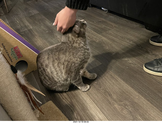 cat Potato